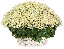 Цветочная композиция из Ромашки в корзине #REPLACE_PRED# Узловая